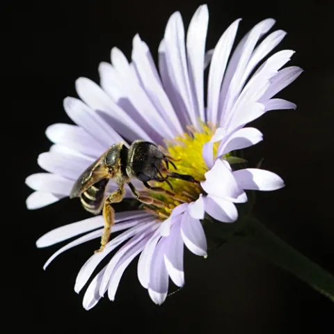 NO SWEAT--This is a female sweat bee, Halictus ligatus, in the Storer Garden, UC Davis Arboretum. (Photo by Kathy Keatley Garvey)