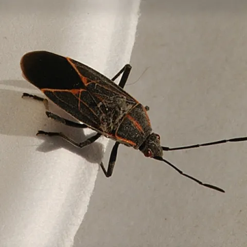 BOXELDER BUG likes to overwinter in homes and garages. (Photo by Kathy Keatley Garvey)