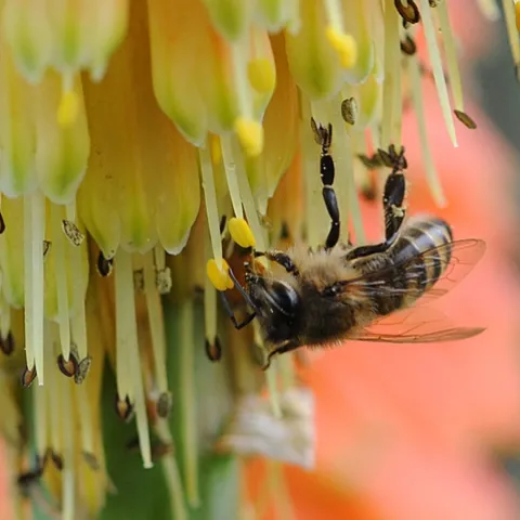 A SOLITARY HONEY BEE forages among the Christmas Cheer, also known as Knipofia "Christmas Cheer' or "red-hot poker." (Photo by Kathy Keatley Garvey)