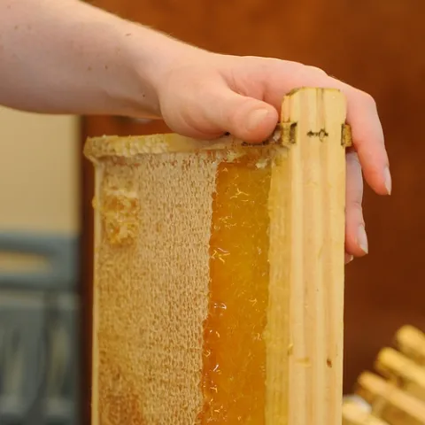 HONEY EXTRACTION at the Harry H. Laidlaw Jr. Honey Bee Research Facility, UC Davis. (Photo by Kathy Keatley Garvey)