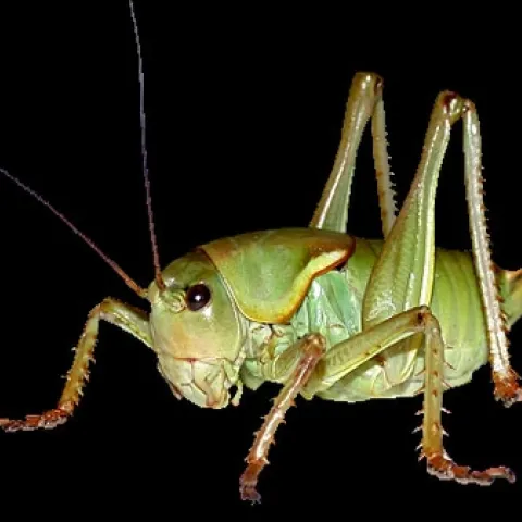 MORMON CRICKET, courtesy of Nathan Bailey of UC Riverside.