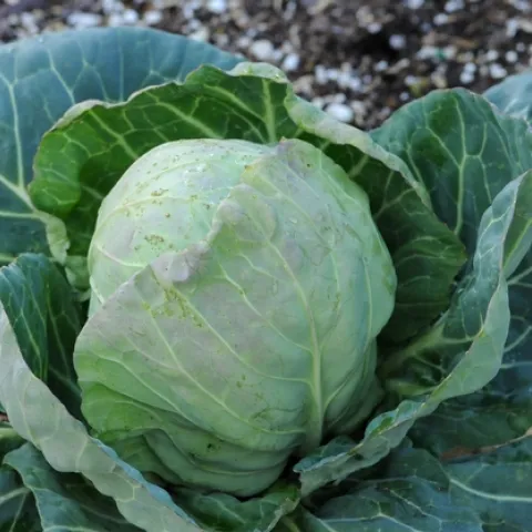 CABBAGE is among the crops planted at the Häagen-Dazs Honey Bee Haven. The bee friendly garden includes other vegetables, fruit trees and almond trees, all pollinated by bees. (Photo by Kathy Keatley Garvey)