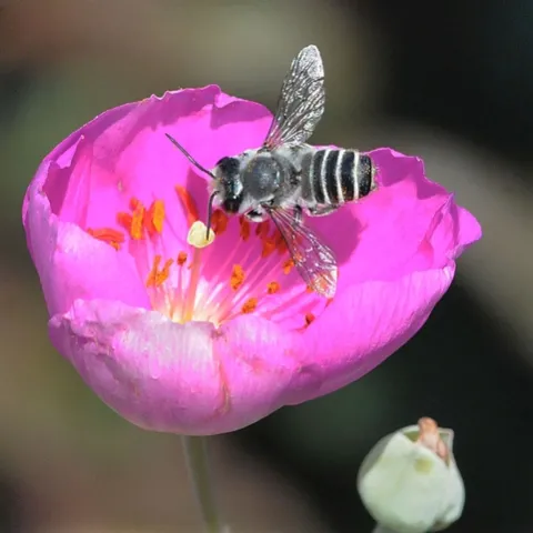 LEAFCUTTER BEE, shown here on rock purslane, is one of the bees that Terry Griswold studies. This is a male, Megachile sp. (Photo by Kathy Keatley Garvey)