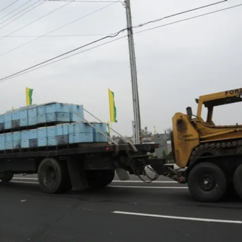 A SURE SIGN OF SPRING--A truck loaded with bee hives tows a forklift as it travels through Sacramento. The forklift will alleviate the movement and placement of the hives in a soggy orchard. (Photo by Kathy Keatley Garvey)