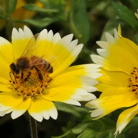 HONEY BEE nectaring on Tidy Tips, a native California wildflower. (Photo by Kathy Keatley Garvey)
