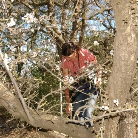 ALEXANDRA KLEIN, shown here in the arms of an almond tree in the Capay Valley in February of 2008, will speak on "Can Wild Pollinators Contribute, Augment, and Complement Almond Pollination in California?" at a UC Davis seminar on Feb. 17. (Photo by Kathy Keatley Garvey)