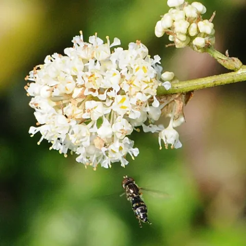 A SYRPHID FLY (problably from the Genus Toxomerus) heads toward a white ceanothus blossom near Tomales Bay. (Photo by Kathy Keatley Garvey)