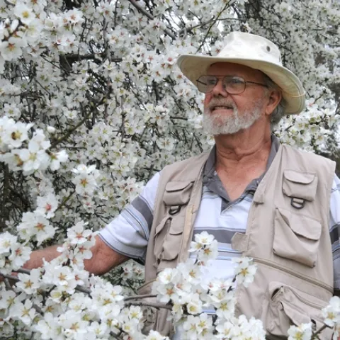 NATIVE BEE SPECIALIST Robbin Thorp looks for native bees in an almond tree on the grounds of the Harry H. Laidlaw Jr. Honey Bee Research Facility at UC Davis. He'll be a keynote speaker at the 2010 Bee Symposium, set March 7 in Sebastopol. (Photo by Kathy Keatley Garvey)