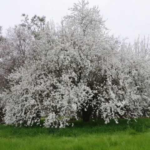ALMOND TREES throughout California, including this one at the Harry H. Laidlaw Jr. Honey Bee Research Facility at UC Davis, are in full bloom. (Photo by Kathy Keatley Garvey)