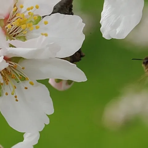 HONEY BEE in flight at the Harry H. Laidlaw Jr. Honey Bee Research Facility at the University of California, Davis. Scientists say the bee is more fuel efficient than even the most fuel-efficient car; the bee can get nearly 5 million miles to the gallon. (Photo by Kathy Keatley Garvey)