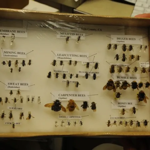 THIS COLLECTION of bees, by native pollinator specialist Robbin Thorp, shows the wide diversity of bees in Yolo County. (Photo by Kathy Keatley Garvey)
