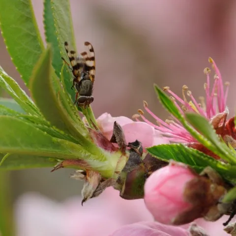 Picture-winged fly (Ceroxys latiusculus) (Photo by Kathy Keatley Garvey)