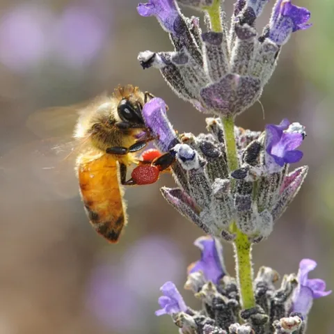 HONEY BEE, packing red pollen from nearby rock purslane blossoms, nectars lavender. (Photo by Kathy Keatley Garvey)