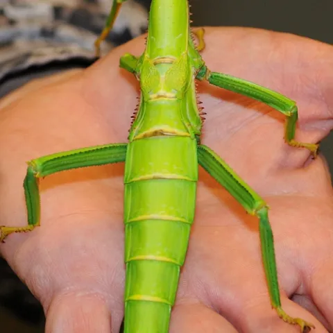 THIS KELLY GREEN walking stick is the impetus behind the Bohart Museum's special theme, "What Has Six Legs and Is Green All Over?" The Bohart will focus on what's green from 1 to 5 p.m., Sunday, March 21 in a special St. Paddy's Day theme. (Photo by Kathy Keatley Garvey)