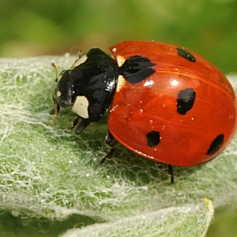 SEVEN-SPOTTED LADYBUG crawls along a leaf in a UC Davis flower garden. (Photo by Kathy Keatley Garvey)