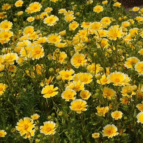 PATCH OF TIDY TIPS, California native wildflower, planted on the UC Davis campus, behind the Laboratory Sciences Building. If you look closely in the patch, you'll see scores of insects, including honey bees, hover flies, mason bees, ladybugs--and assassin bugs. (Photo by Kathy Keatley Garvey)