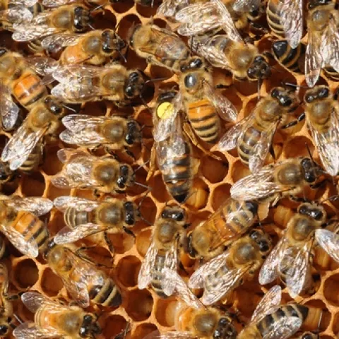 QUEEN BEE (with the dot) is surrounded by worker bees (sterile females). (Photo by Kathy Keatley Garvey)