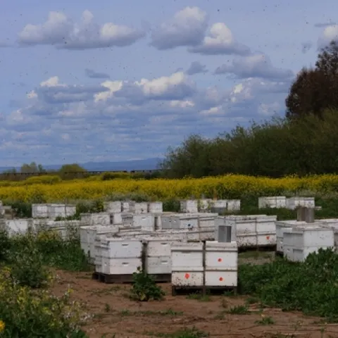 BLUE SKY, a field of golden mustard and gleaming white hives--it's a picture-perfect day at the Olivarez Honey Bees' farm in Orland, Calif. (Photo by Kathy Keatley Garvey)