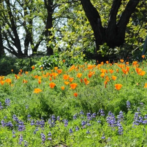 CAMPUS BUZZWAY at UC Davis is awash in gold and blue: California poppies and lupine. (Photo by Kathy Keatley Garvey)