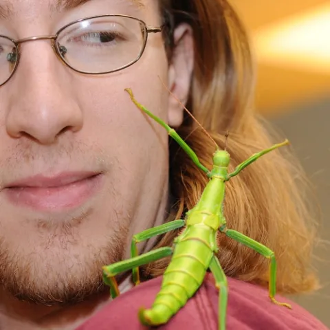 MY BUDDY--Matan Shelomi, a first-year graduate student in entomology at UC Davis, checks out a lime green walking stick at the Bohart Museum of Entomology. It will be a key attraction at the insect museum on Picnic Day, set April 17. (Photo by Kathy Keatley Garvey)