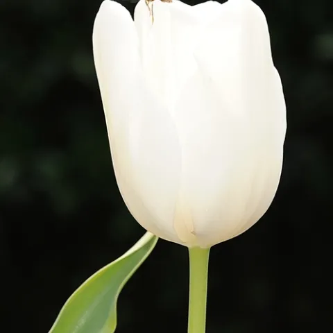 A HONEY BEE lands on a tulip, a plant generally not a "bee friendly plant." (Photo by Kathy Keatley Garvey)