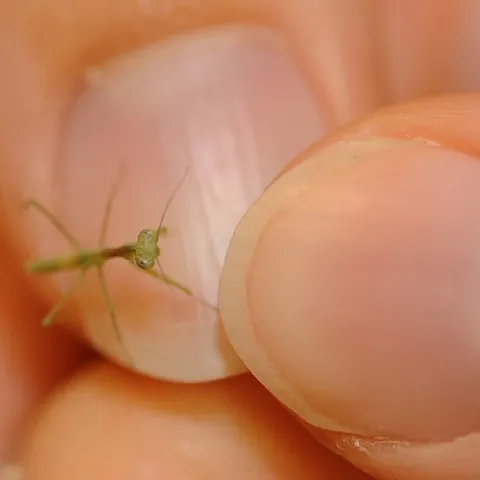BARELY VISIBLE, this is a newly hatched praying mantis, held by Emily Bzdyk, a first-year graduate student in entomology at UC Davis. (Photo by Kathy Keatley Garvey)