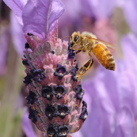 A YOUNG ITALIAN honey bee nectaring lavender on the UC Davis campus. (Photo by Kathy Keatley Garvey)