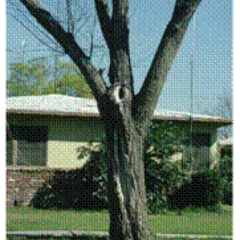 pruning fig 2
