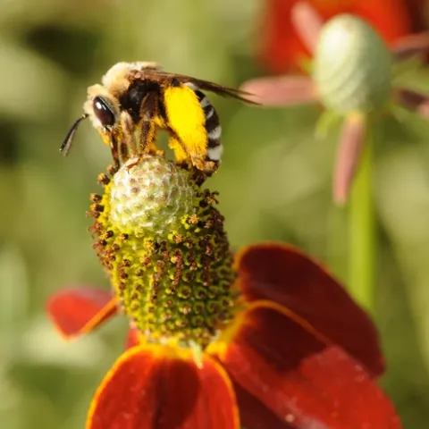 NATIVE BEE, a Svastra obliqua expurgata, forages on top of a Mexican hat flower at the Häagen-Dazs Honey Bee Haven at UC Davis. The bee is commonly known as "the sunflower bee." The flower is sometimes called a "prairie coneflower." (Photo by Kathy Keatley Garvey)
