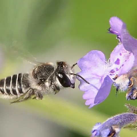 CAUGHT IN FLIGHT, a leafcutter bee heads toward a catmint flower (Nepeta). (Photo by Kathy Keatley Garvey)