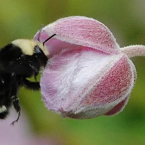 WORKER BUMBLE BEE on anemone. This is a female yellow-faced bumble bee (Bombus vosnesenskii), as identified by native pollinator specialist Robbin Thorp, emeritus professor of entomology at UC Davis. (Photo by Kathy Keatley Garvey)