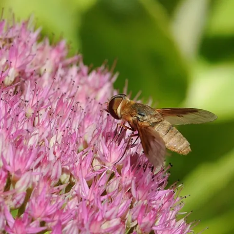 A BEE FLY nectars on sedum. (Photo by Kathy Keatley Garvey)
