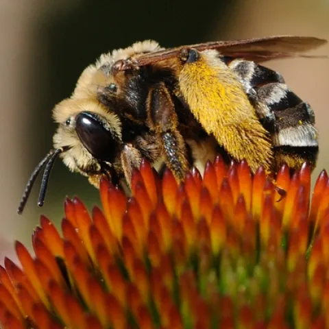 THIS BEE, a Svastra obliqua expurgata, forages on a purple coneflower in the Häagen-Dazs Honey Bee Haven. Native pollinator specialist Robbin Thorp, emeritus professor of entomology, is monitoring the many species of bees in the garden. To date: more than 50 over the last two years. (Photo by Kathy Keatley Garvey)