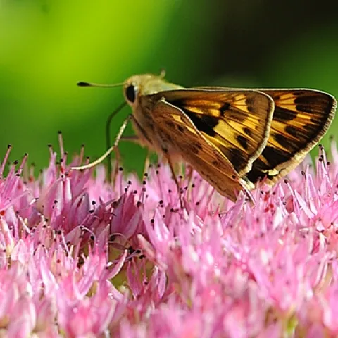 FIERY SKIPPER (Hylephila phyleus) in a jet-fighter position on sedum. (Photo by Kathy Keatley Garvey)