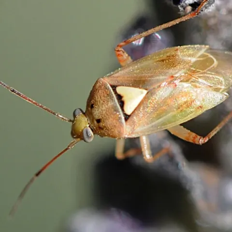 LYGUS BUG, a serious pest of such crops as cotton, alfalfa and strawberries, is also commonly found in the garden. This one is on lavender. (Photo by Kathy Keatley Garvey)
