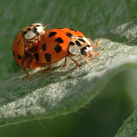 LADYBUGS on artichoke leaf. Soon, more beneficial insects in the garden. (Photo by Kathy Keatley Garvey)