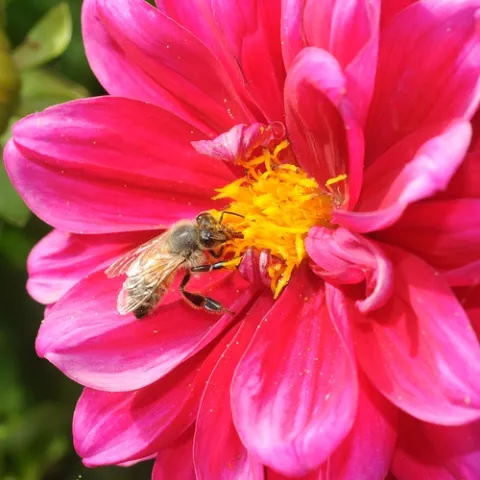 FORAGER--A honey bee forages on a zinnia, a colorful flower that's a member of the aster family. (Photo by Kathy Keatley Garvey)
