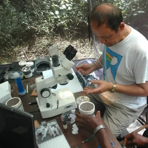 MOSQUITO RESEARCHER Anthony "Anton" Cornel of UC Davis collected and established the colony of Culex quinquefasciatus mosquitoes that was sequenced. Here he's shown working in a field tent identifying mosquitoes in Cameroon. (Photo by Kevin N'Gabo)