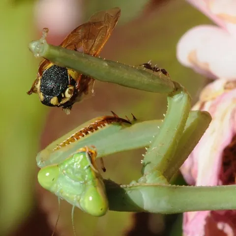 PRAYING MANTIS clutches a vespid wasp and prepares to eat it while a curious ant heads toward the feast. (Photo by Kathy Keatley Garvey)
