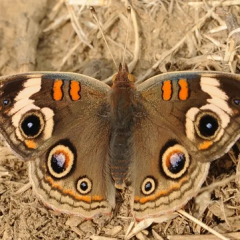 EYESPOTS on the wings of a buckeye butterfly. (Photo by Kathy Keatley Garvey)