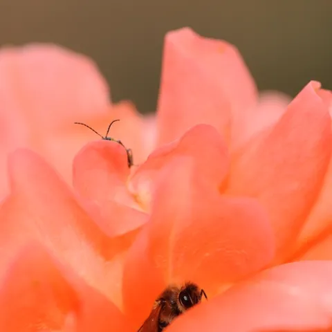 A HONEY BEE, resting in the folds of a rose, appears to be playing hide and seek with another insect. Those antennae belong to a spotted cucumber beetle. (Photo by Kathy Keatley Garvey)