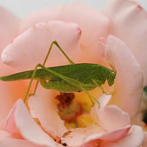 KATYDID foraging on a rose in a UC Davis rose garden. (Photo by Kathy Keatley Garvey)