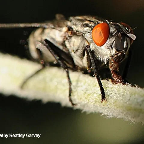 FLESH FLY, a member of the Sarcophagidae family, ejects its tongue. (Photo by Kathy Keatley Garvey)