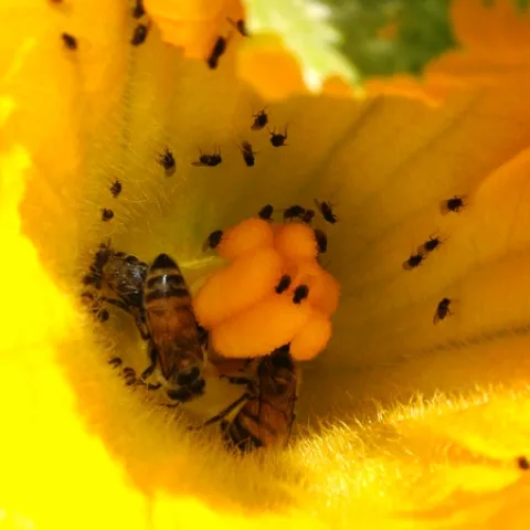 'WONDER FLIES' sharing a squash blossom with two honey bees in Napa. (Photo by Kathy Keatley Garvey)