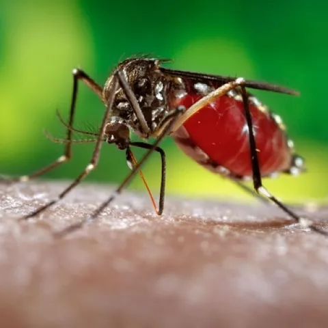 DENGUE MOSQUITO--The Aedes aegypti mosquito transmits the virus that causes dengue fever. (Photo by James Gathany, Centers for Disease Control and Prevention).