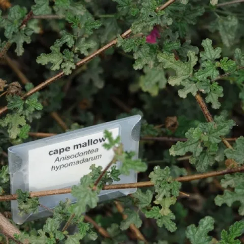 PLANTS in the Haagen-Dazs Honey Bee Haven are labeled so visitors can identify them and glean ideas what to plant in their own gardens. (Photo by Kathy Keatley Garvey)