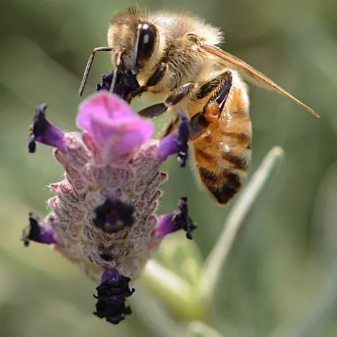HONEY BEE foraging at the San Ysidro Ranch in Montecito. (Photo by Kathy Keatley Garvey)