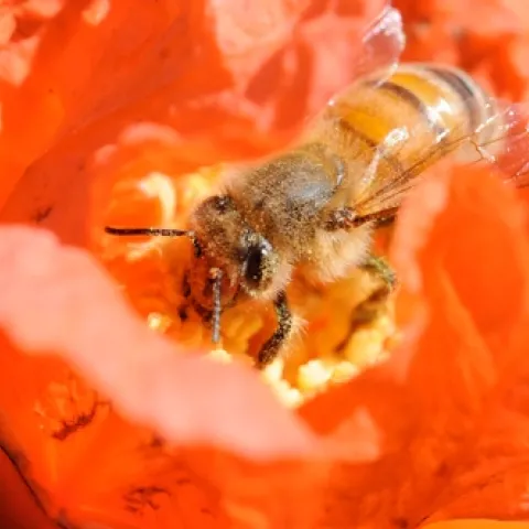 HONEY BEE foraging on pomegranate blossom. Without bees, there would be no pomegranates. (Photo by Kathy Keatley Garvey)