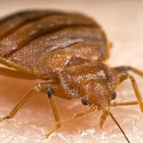 BEDBUG--"Bed bugs are small, flat insects that feed on the blood of sleeping people and animals," according to the Centers for Disease Control and Prevention (CDC). "They are reddish-brown in color, wingless, and range from 1 to 7 millimeters in length. They can live several months without a blood meal." (CDC Photo)