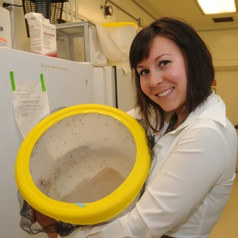 DOCTORAL CANDIDATE Ashley Horton with malaria mosquitoes, Anopheles gambiae. (Photo by Kathy Keatley Garvey)